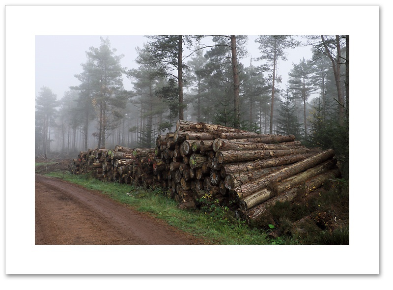 Operation Stack, Devilla Forest, Fife