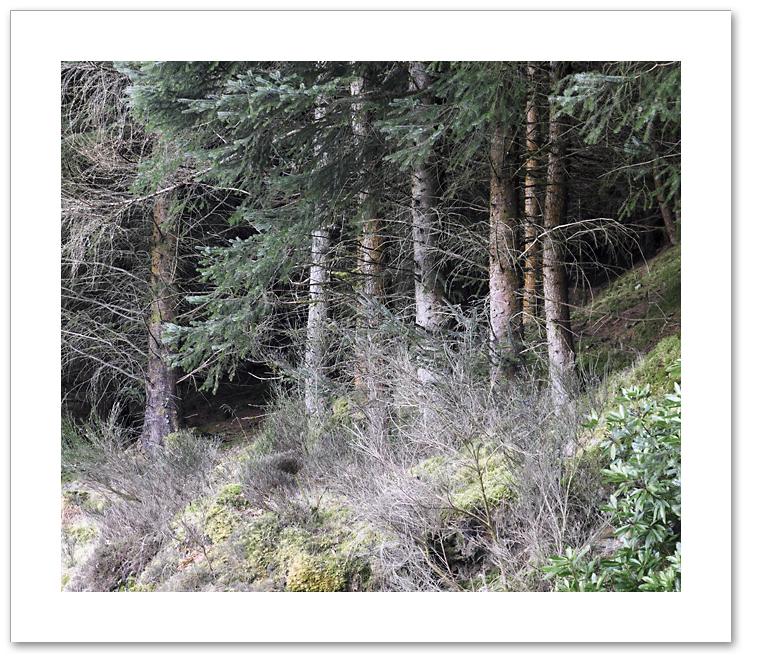 Cluster, Atholl Woods, Dunkeld, Perthshire