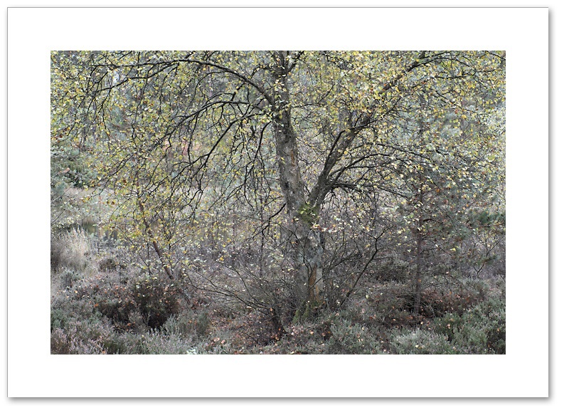 Flutter, Devilla Forest, Fife