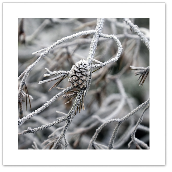 Cone, Devilla Forest, Fife