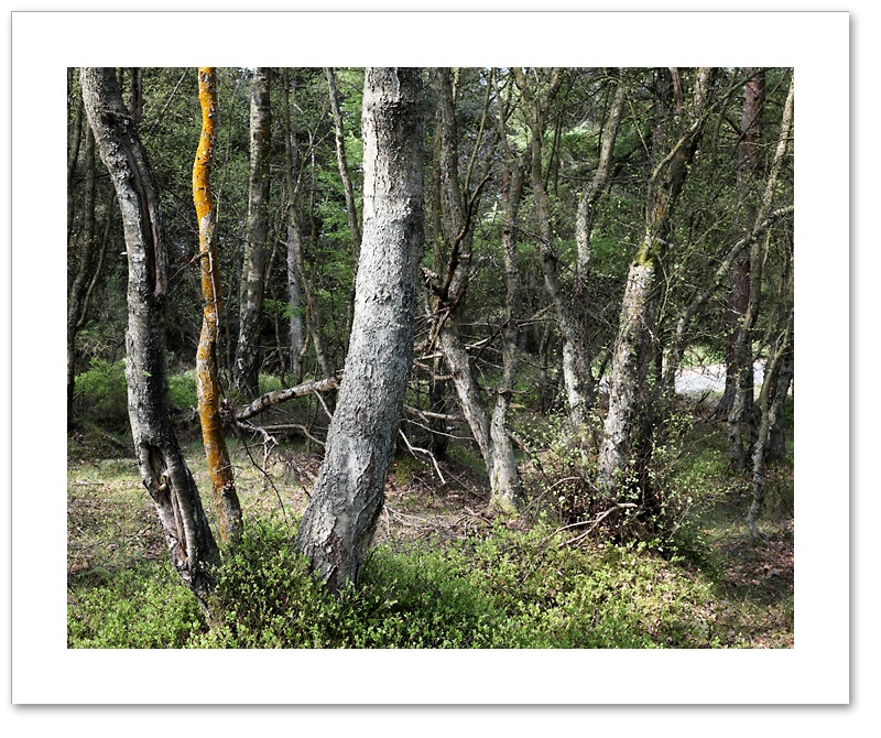 Sidewinder, Devilla Forest, Fife