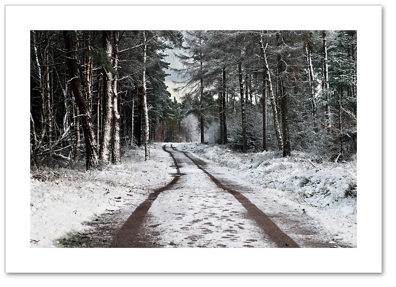 On Track, Devilla Forest, Fife