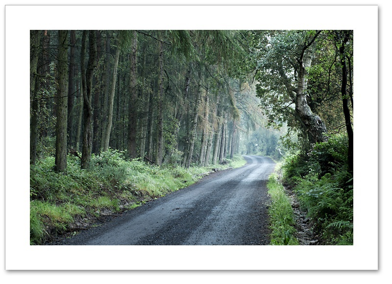 Drive, Devilla Forest, Fife