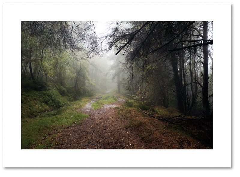 Mysterious Ways, Thrunton Wood, Northumberland