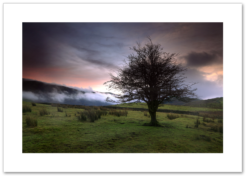 Tree of Tewet, Tewet Tarn, Lake District National Park