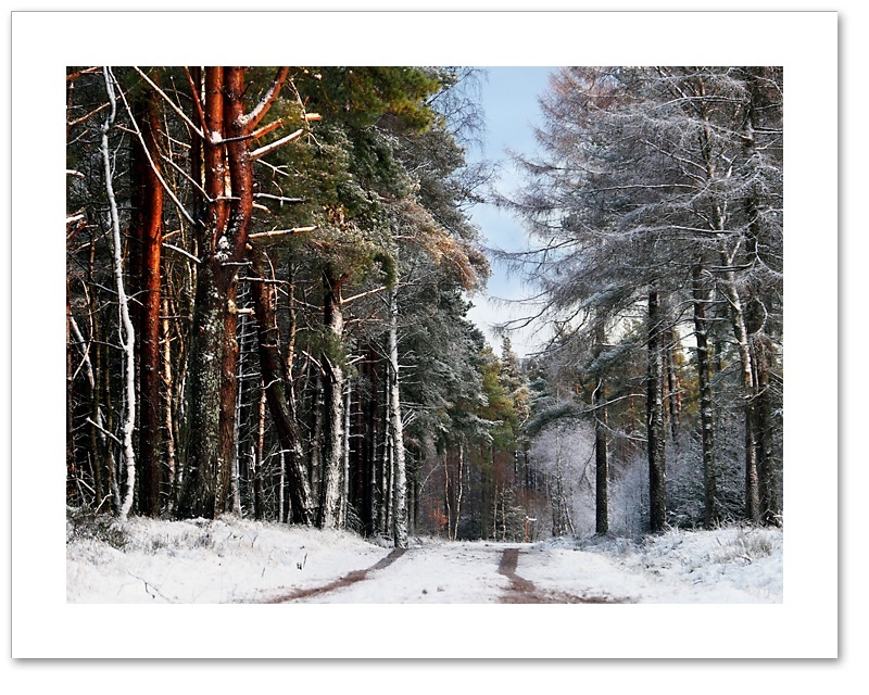 White Stripes, Devilla Forest, Fife