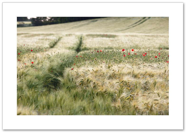 Barley and poppies, Pattiesmuir, Fife