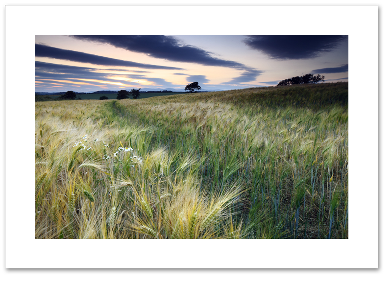 Ox eye and the striped sky, Crombie, Fife