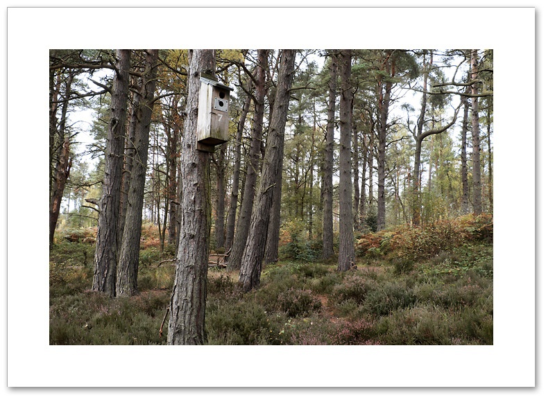 No.7, Devilla Forest, Fife