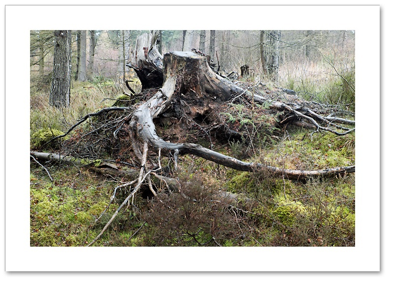 Exposed, Devilla Forest, Fife