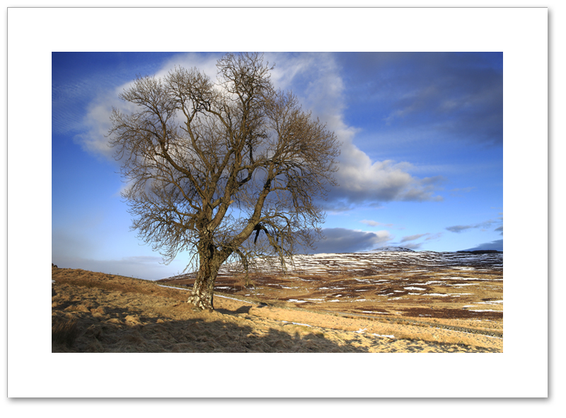 Tree of Badyo, Perthshire