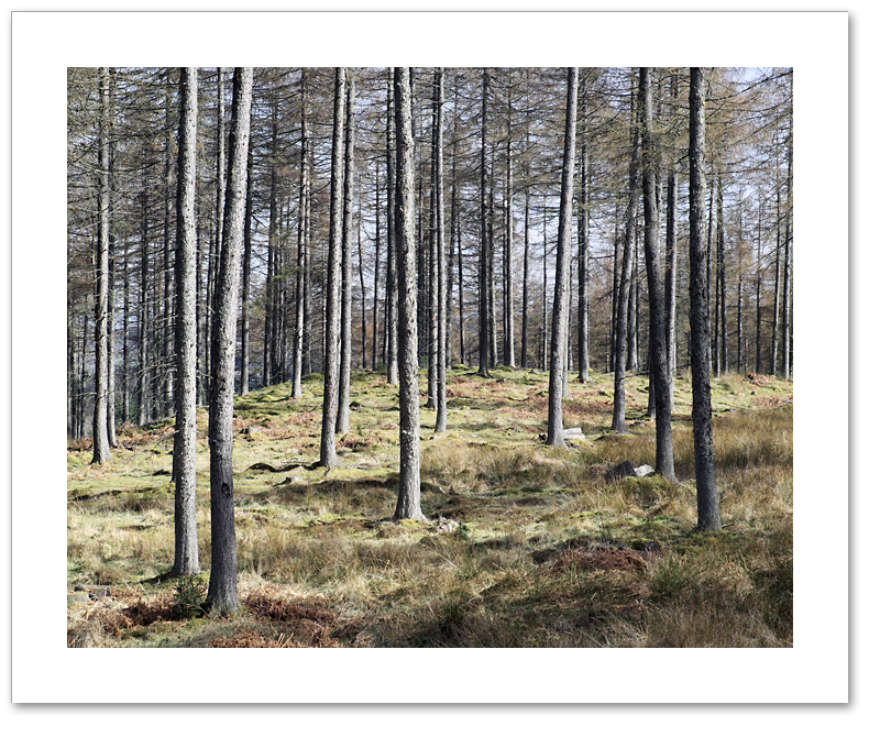 Poles Apart, Atholl Woods, Dunkeld, Perthshire