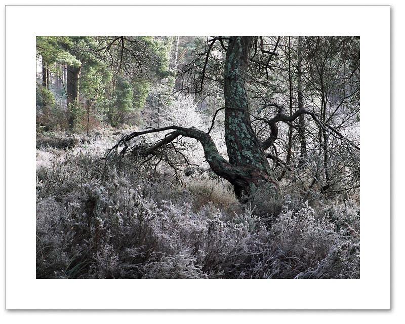 Monster, Devilla Forest, Fife
