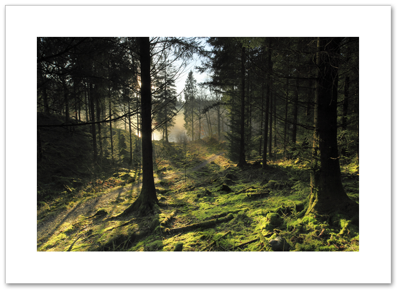 Clearances, Loch Ard Forest, Loch Lomond and the Trossachs National Park