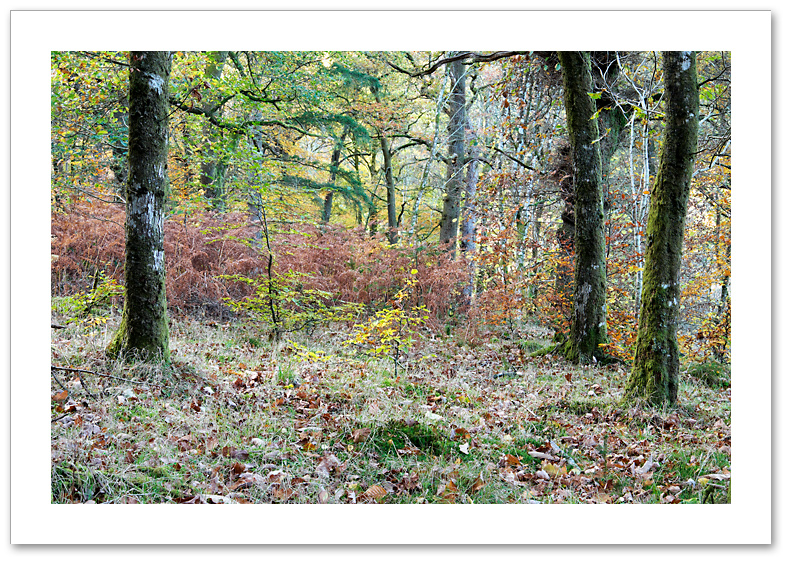 Autumn ♦ THE HERMITAGE