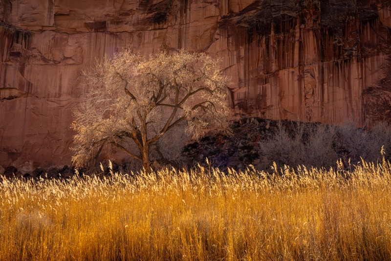 _DSC0860 - Canyon