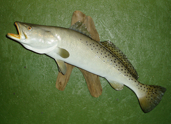 CRUMPLER 29' - Fish