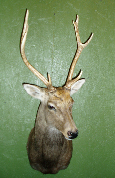 Bates - Sika - Exotic/ African Shld Mounts