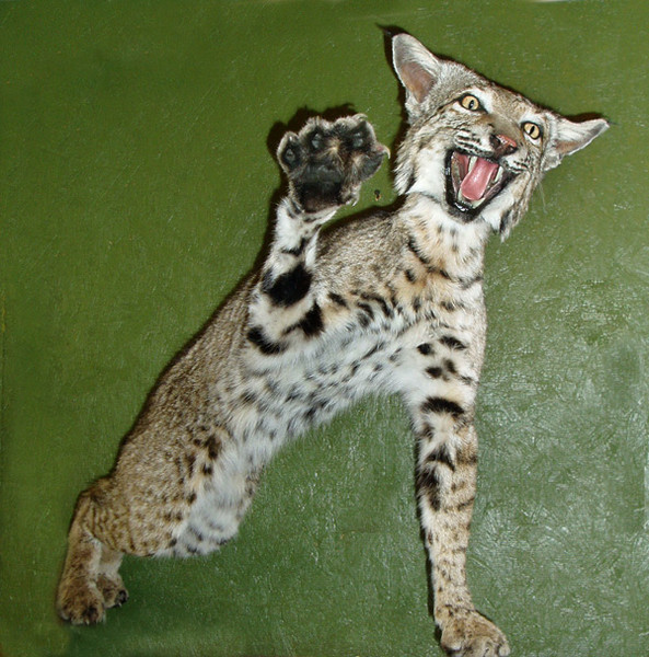 Aggressive Bobcat-Troy Maurice - Small Animals