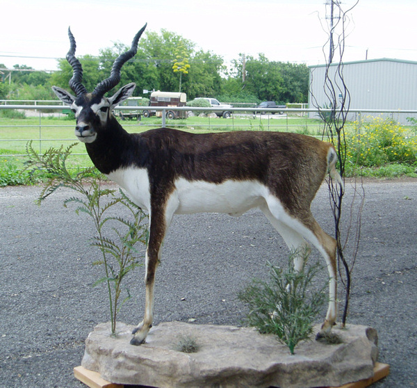 CATLETT - Lifesize & 1/2 Lifesize Large Animals