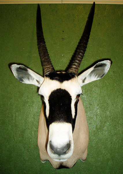 CATLETT - Sheep/Antelope