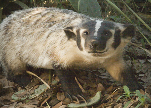 Badger- Anthony Simpson - Small Animals