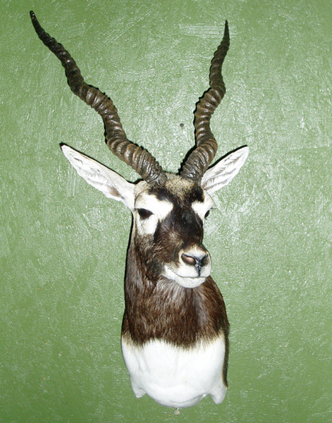 JENKINS - Sheep/Antelope