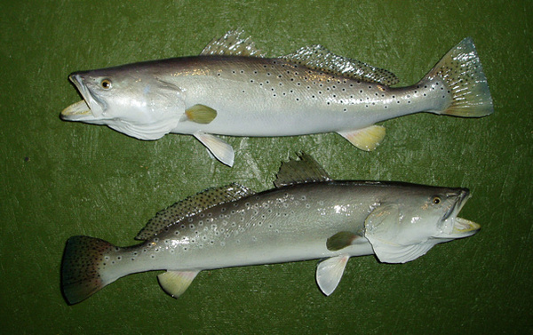 FAULKNER - Fish
