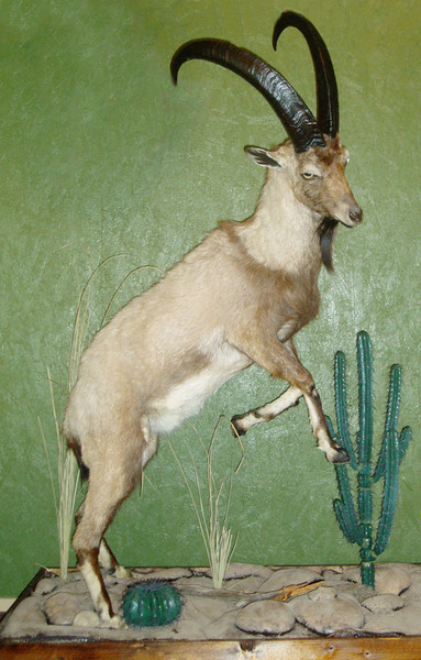Ibex - Lifesize & 1/2 Lifesize Large Animals