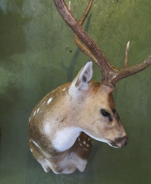 HOPKINS - Exotic/ African Shld Mounts