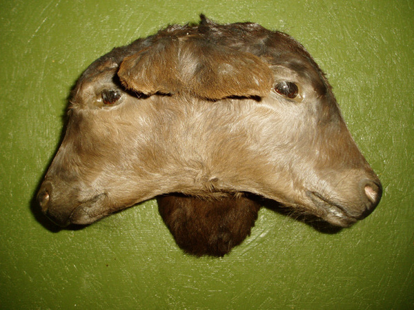 2 HEADED CALF - Misc.