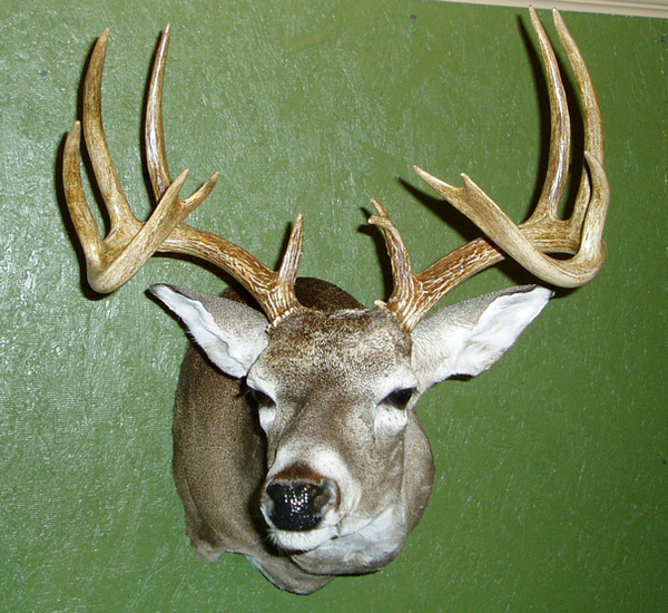 TRUE - Shoulder Mounts
