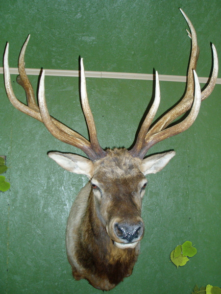 HOPKINS - Shoulder Mounts