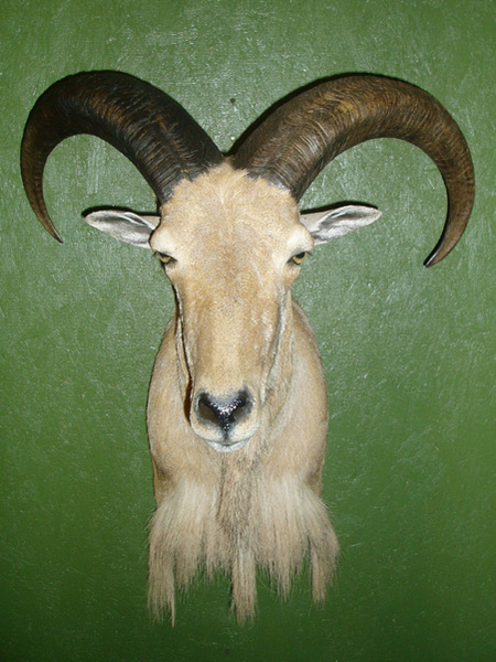 HINES - Sheep/Antelope