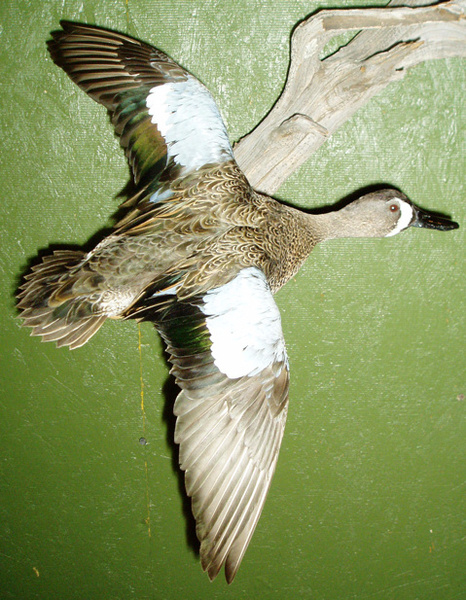 LEVI - BLUE WING - Birds