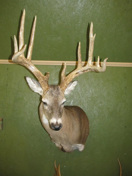 HORNY - Shoulder Mounts