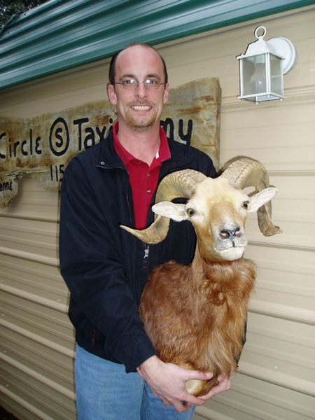 KING - Sheep/Antelope