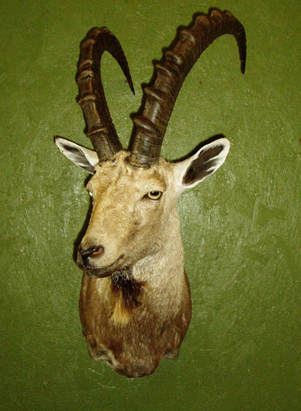 BOWLING - Sheep/Antelope