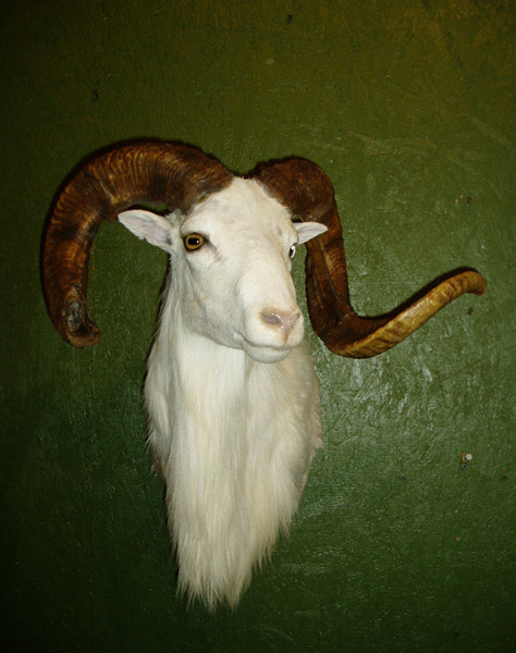 JOHNSTON - Sheep/Antelope