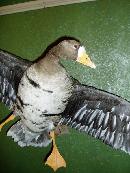 Canadian Goose - coming in - Birds