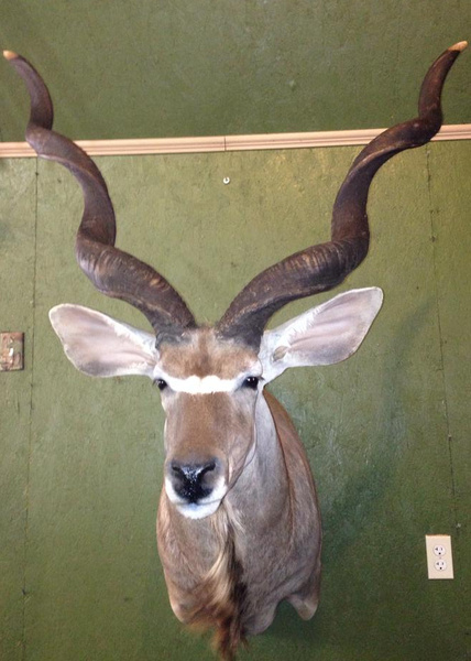 RENICK-KUDU - Exotic/ African Shld Mounts