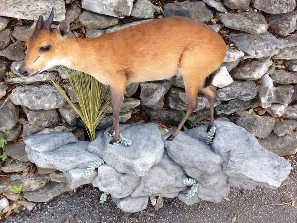DUIKER - Lifesize & 1/2 Lifesize Large Animals