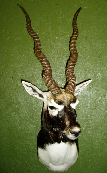 B. KATZ - Sheep/Antelope