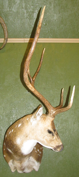 HOPKINS - Exotic/ African Shld Mounts