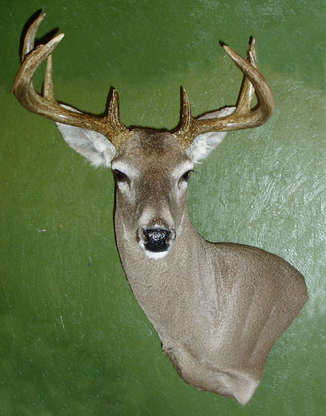 Coues Wall Pedestal-R. Catlett - Shoulder Mounts