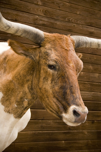 Longhorn - Shoulder Mounts