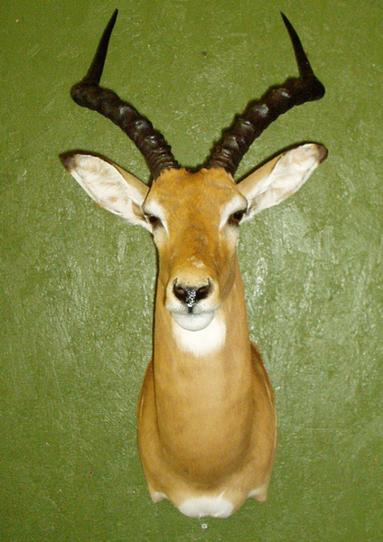 COX - Sheep/Antelope