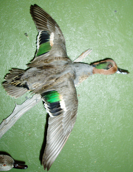 LEVI - GRN WING - Birds