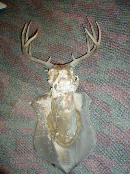 BEFORE - Shoulder Mounts