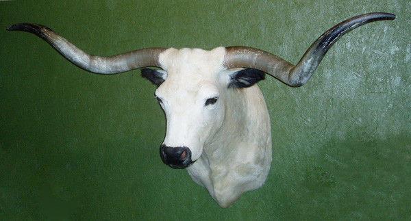 Longhorn-Nixon Livestock Comm. - Shoulder Mounts